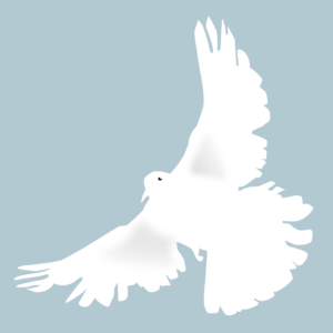 dove, peace dove, animal